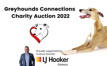 Greyhound Connections, volunteer-run charity, depends on donations for greyhound rehoming and care.
